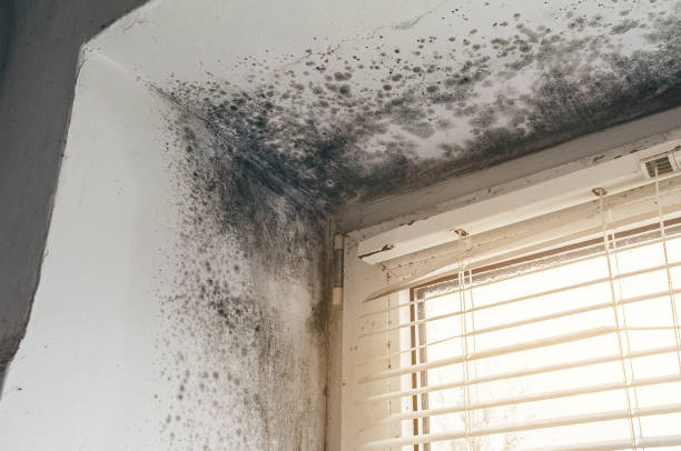 Trusted Crawl Space Mold Removal service in Salisbury, NC - Cheap Mold Removal