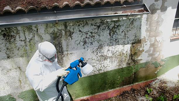 Top rated local Basement Mold Removal specialists in Salisbury, NC